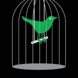 Imprisoned green bird